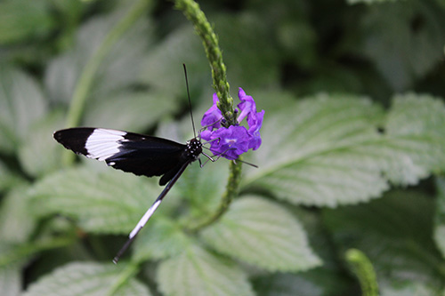 This is a photo of a butterfly.