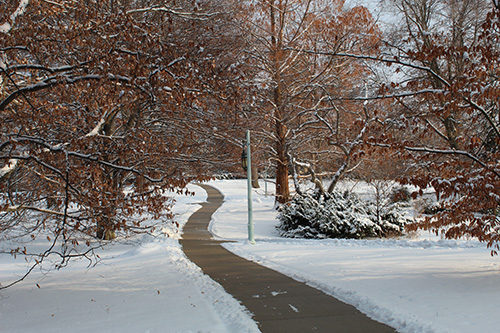 This is a photo of a snowy path at Michigan State University.